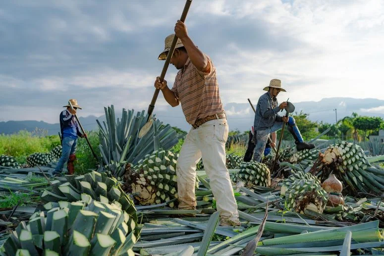 Three farmers using long tools to harvest agave to make tequila.