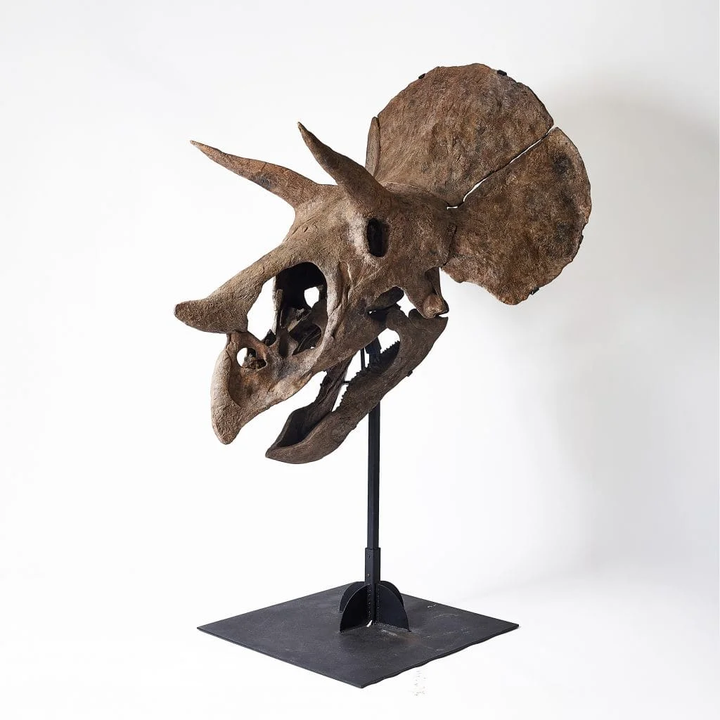A photograph of the Triceratops skull that Joopiter is selling positioned atop a plain black stand before a plan white wall, facing stage right